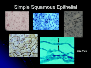 Simple Squamous Epithelial