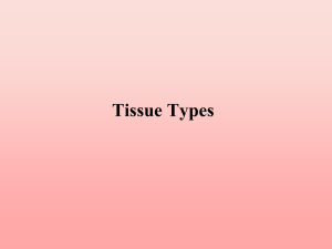 Human Tissue Types