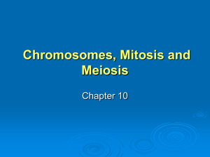 homologous chromosomes