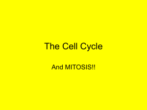 The Cell Cycle mitsis
