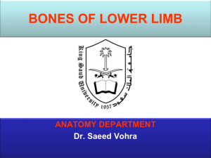 Lecture 1 - Bones of the Lower Limb (2012).