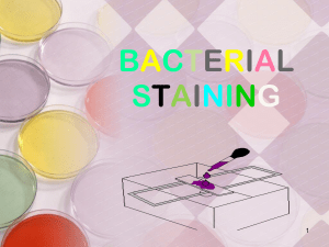 Staining Bacteria