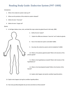 Reading Study Guide: Endocrine System (997
