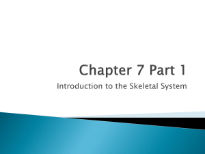 Ch 7: Skeletal System