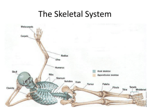 The Skeletal System