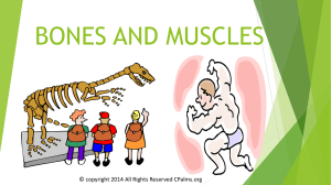 1.BONES AND MUSCLES