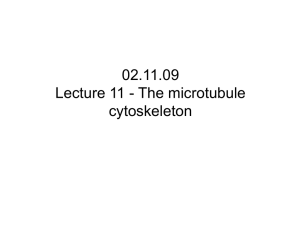 Lecture 11: Microtubules