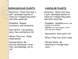 Types of Seed Plants