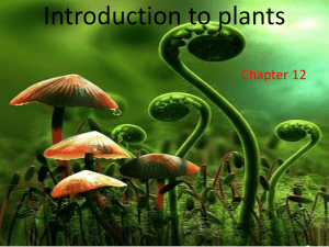 Introduction to plants