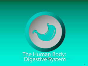 Digestive System Notes