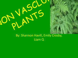 NON VASCLUR PLANTS