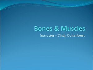 Bones, Bones & More Bones