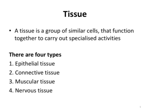 Tissue - exercisephysiology2