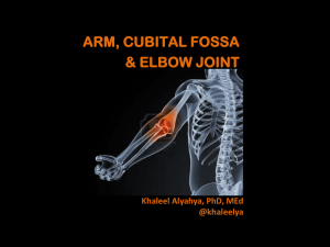 9-Arm & Elbow Joint