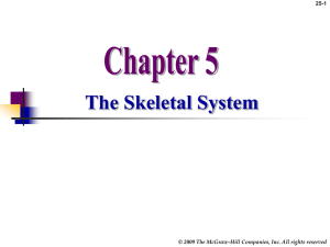 Chapter 5 Skeletal System