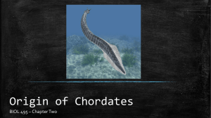 Origin of Chordates