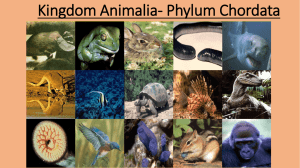 Kingdom Animalia-Chordates
