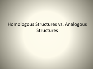 Analogous structures