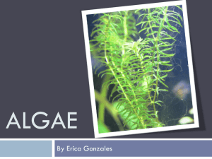 Algae - Immaculateheartacademy.org