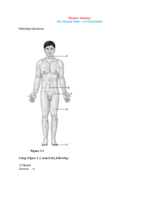 Human Anatomy The Human Body: An Orientation Matching