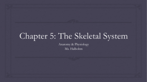 Chapter 5: The Skeletal System