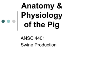 Anatomy & Physiology of the Pig
