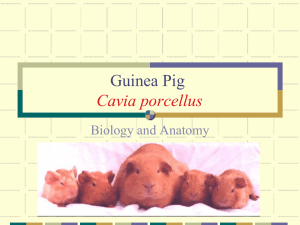 Guinea Pig-Biology and Anatomy1
