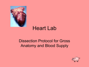 Heart Lab