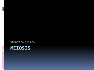 meiosis 2