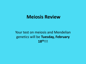 Meiosis Review - Cloudfront.net