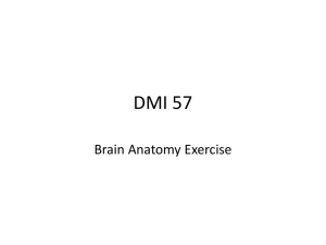 Brain Anatomy Exercise