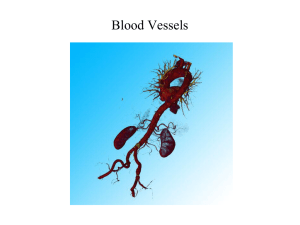Lecture Slides - Blood vessels