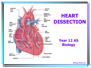 HEART DISSECTION