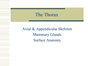 the thoraxspinal column
