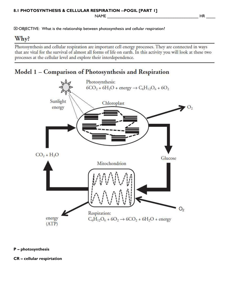 Photosynthesis and cell energy worksheet
