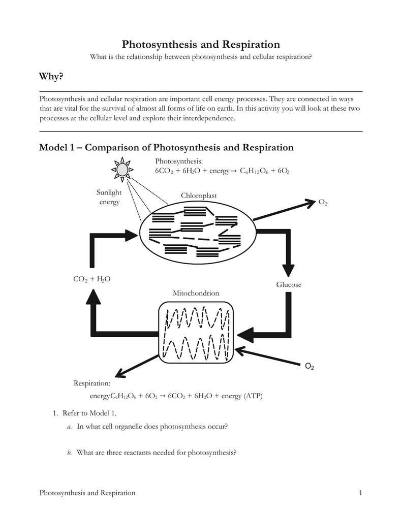 Model 4 –  Comparison of Photosynthesis and Respiration Intended For Photosynthesis  And Respiration Worksheet