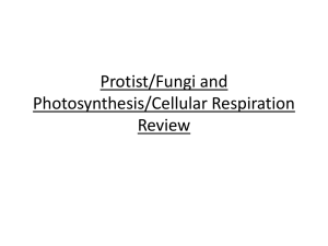 Protist/Fungi and Photosynthesis/Cellular Respiration