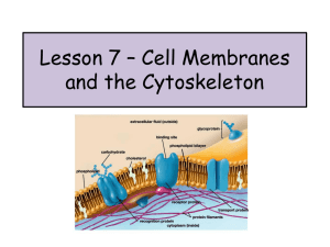 Lesson 7 – Cell Membranes and the Cytoskeleton