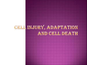 Cell injury, adaptation and cell death - V4US-33rd