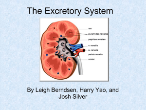 Excretory System Yellow