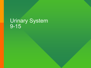 Urinary System 9-22