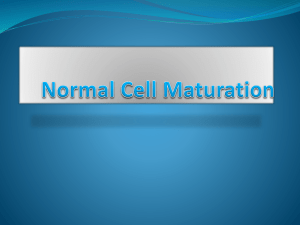 Blood cells maturation