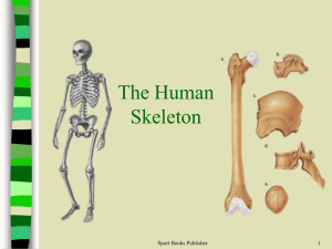 5 Human Skeleton