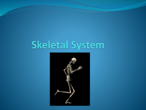 Skeletal System - MyersParkSportsMed