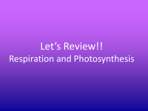 Let*s Review!! Respiration and Photosynthesis