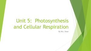 Bio Unit 5: Photosynthesis and Cellular Respiration