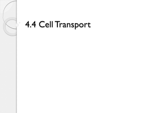 4.4 Cell Transport