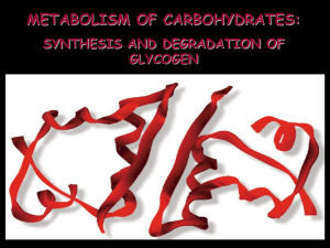 22_Metabolism of glycogen. Biosynthesis and catabolism of gl