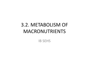 3.2. METABOLISM OF MACRONUTRIENTS