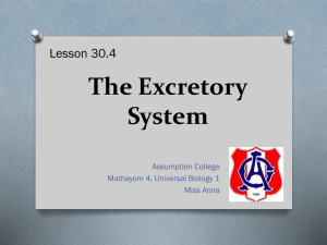 The Excretory System - Miss Anna's Website